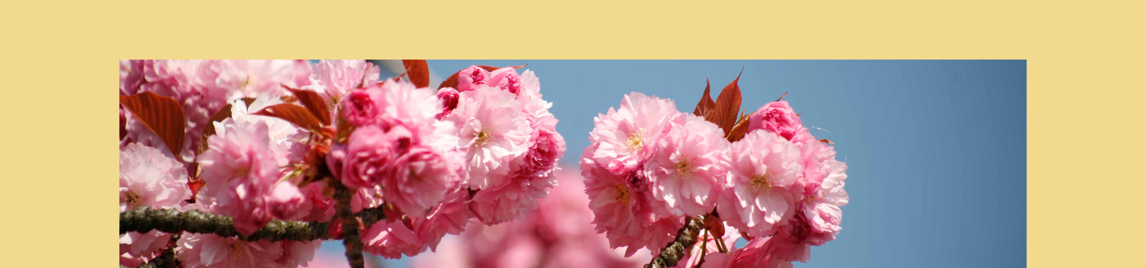 Praxis und Pflegedienst Markov